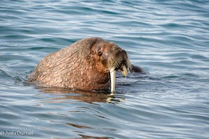 Walrus©Anita DuPratt
