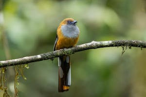 Whitehead's Trogon© Charlie Ryan