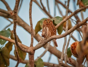 Ferruginous Pygmy Owl©Grace Chen