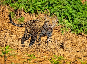 Jaguar©Grace Chen