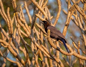 Purplish Jay©Grace Chen