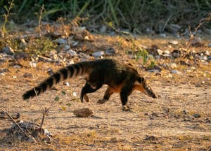 South American Coati©Grace Chen