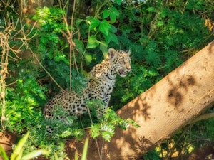 Jaguar©Grace Chen