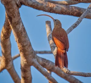 Red-billed Scythebill©Grace Chen