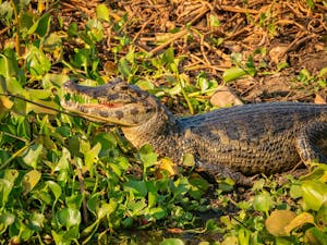 Yacare Caiman©Grace Chen