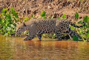 Jaguar © Grace Chen