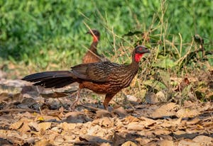 Chestnut-bellied Guan©Grace Chen