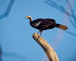 Blue-throated Piping Guan©Grace Chen