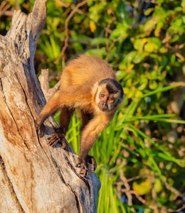 Hooded Capuchin©Grace Chen