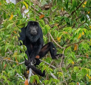 Black & Gold Howler Monkey©Grace Chen