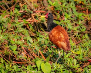 Wattled Jacana©Grace Chen