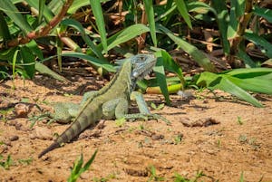 Green Iguana©Grace Chen