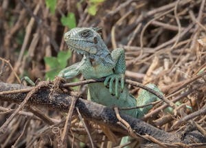 Green Iguana©Grace Chen