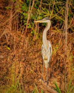 Cocoi Heron©Grace Chen