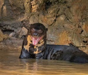 Rover Otter©Grace Chen