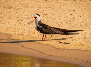 Black Skimmer©Grace Chen