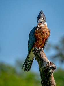 Ringed Kingfisher©Grace Chen