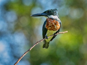 Amazon Kingfisher©Grace Chen