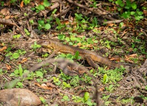 Golden Tegu©Grace Chen