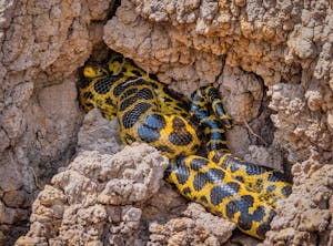 Yellow Anaconda©Grace Chen