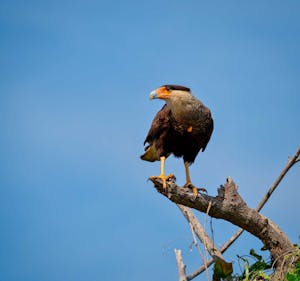 Caracara©Grace Chen