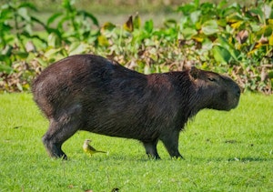 Capybara©Grace Chen