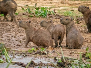 Capybaras©Grace Chen