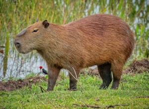 Capybara©Grace Chen