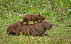 Capybaras©Grace Chen