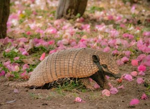 Six-banded Armadillo©Grace Chen