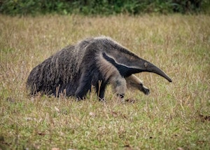 Giant Anteater©Grace Chen