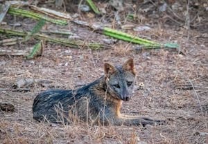 Crab-eating ©Grace ChenFox
