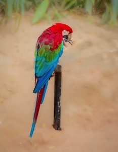 Red-and-Green Macaw©Grace Chen