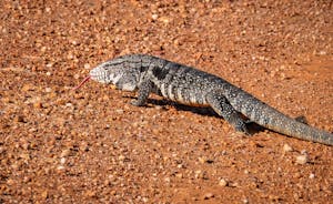 Black-and-white Tegu©Grace Chen
