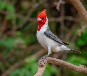 Red-crested Cardinal©Grace Chen