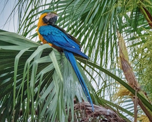 Blue-and-Yellow Macaw©Grace Chen