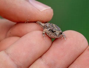 Weeping Frog©Grace Chen