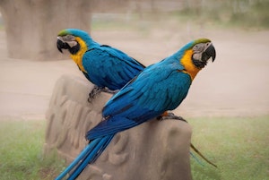 Blue-and-Yellow Macaws©Grace Chen