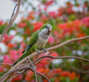 Monk Parakeet©Grace Chen