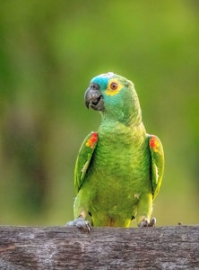 Turquoise-fronted Parrot©Grace Chen