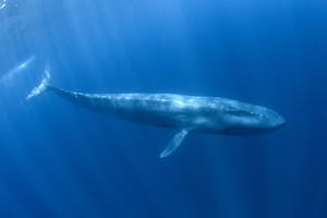 Blue Whale© Cheesemans' Ecology Safaris