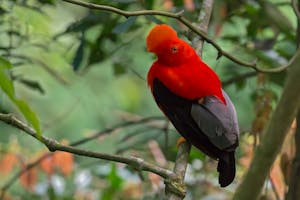 Andean Cock-of-the-rock © Christopher Calonje