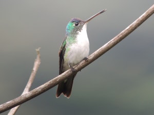 Andean Emerald Hummingbird © Christopher Calonje