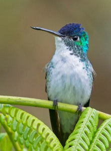 Andean Emerald Hummingbir© JJ Arango
