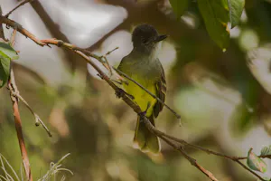 © Christopher Calonje