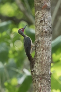 Ashy Woodpecker © Charlie-Ryan