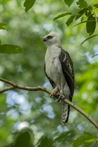 Asian Hawk Eagle © Charlie-Ryan