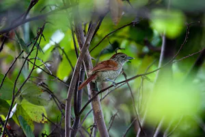 © Christopher Calonje