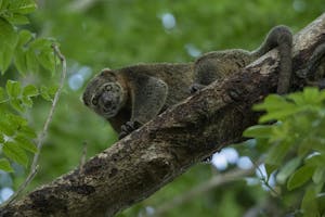 Bear Cuscus © Charlie Ryan