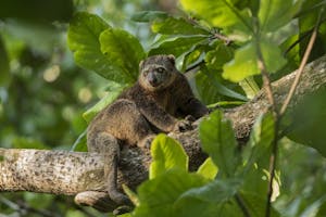 Bear Cuscus © Charlie Ryan